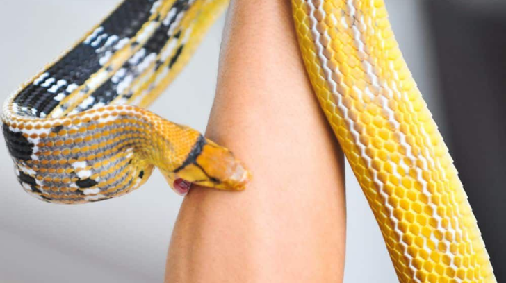 Snake Bite & Poisoning Treatment